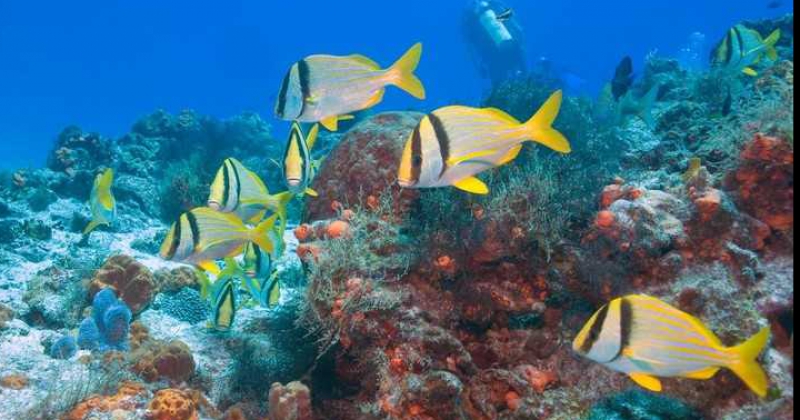  Hacer buceo en Cozumel 