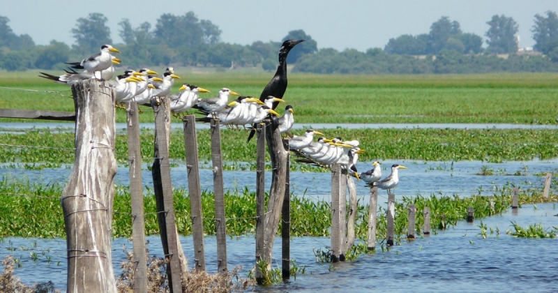 Uno de los mayores atractivos de Iberaacute es vivenciar la cultura iberentildea a traveacutes de estas actividades