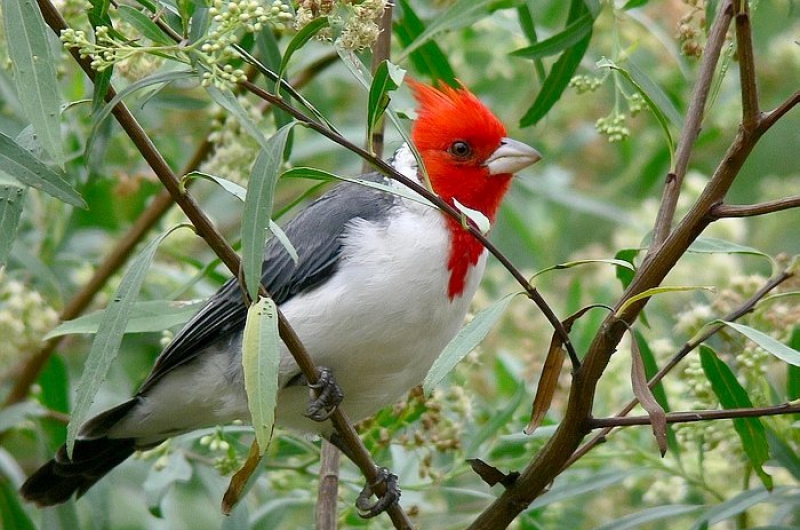 Esteros del Iberaacute zona reconocida internacionalmente como destino para el avistaje de aves