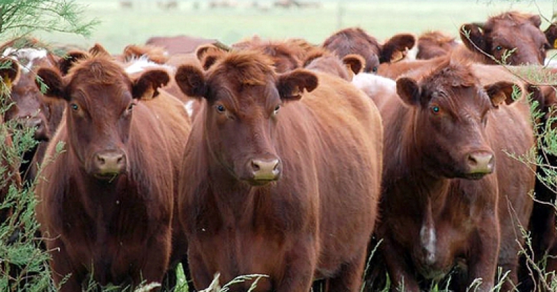 El ganado Shorthorn que se adapta muy bien a los sistemas pastoriles es portador de buena carne