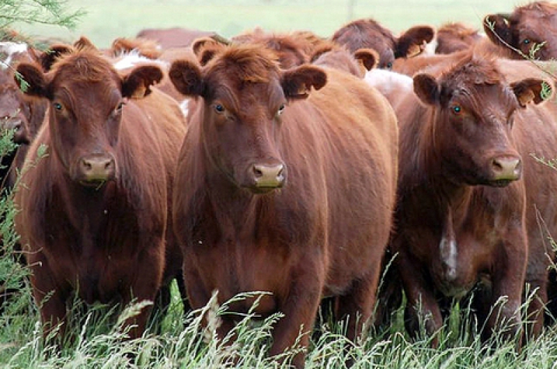 El ganado Shorthorn que se adapta muy bien a los sistemas pastoriles es portador de buena carne