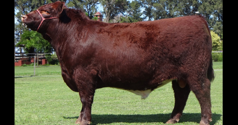 El ganado Shorthorn que se adapta muy bien a los sistemas pastoriles es portador de buena carne
