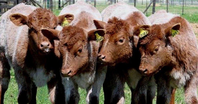El ganado Shorthorn que se adapta muy bien a los sistemas pastoriles es portador de buena carne