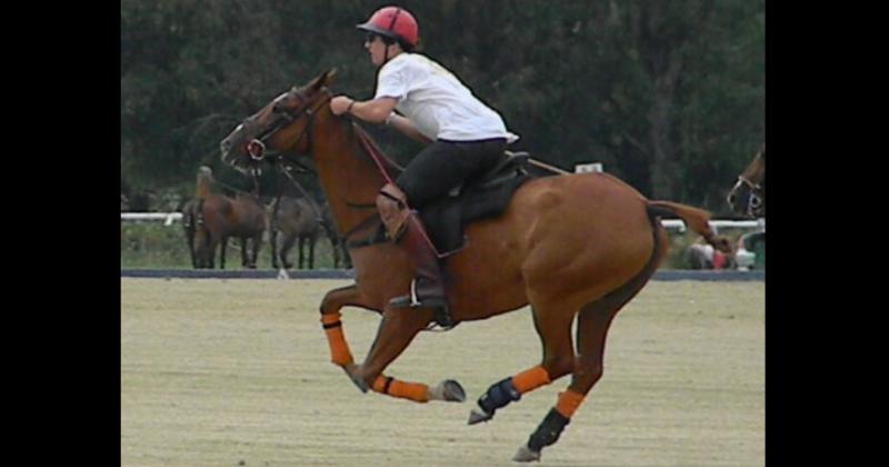 Transferencia embrionaria